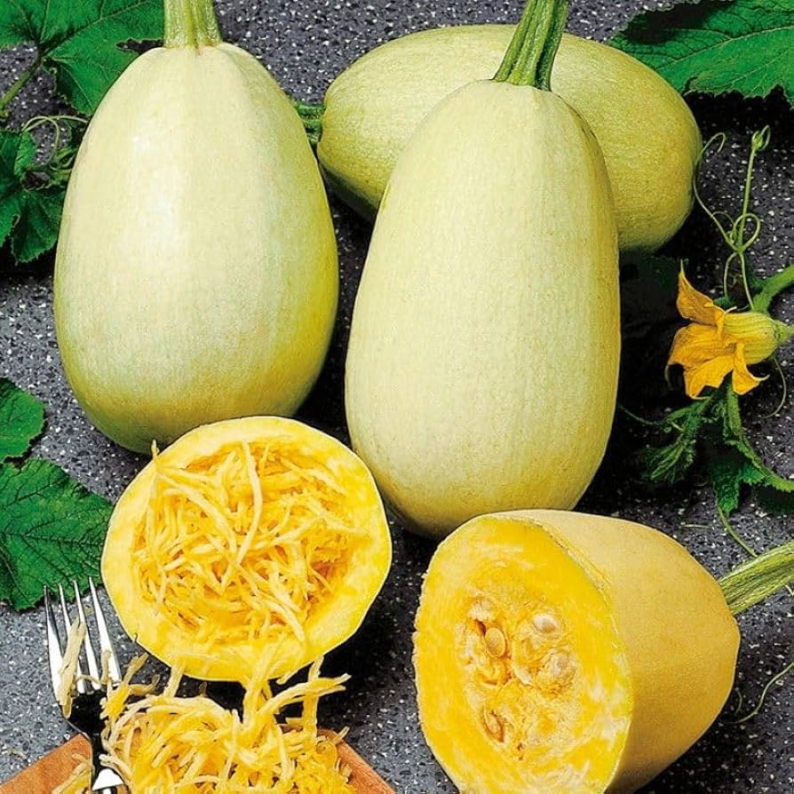 Spaghetti (Squash) for planting in garden